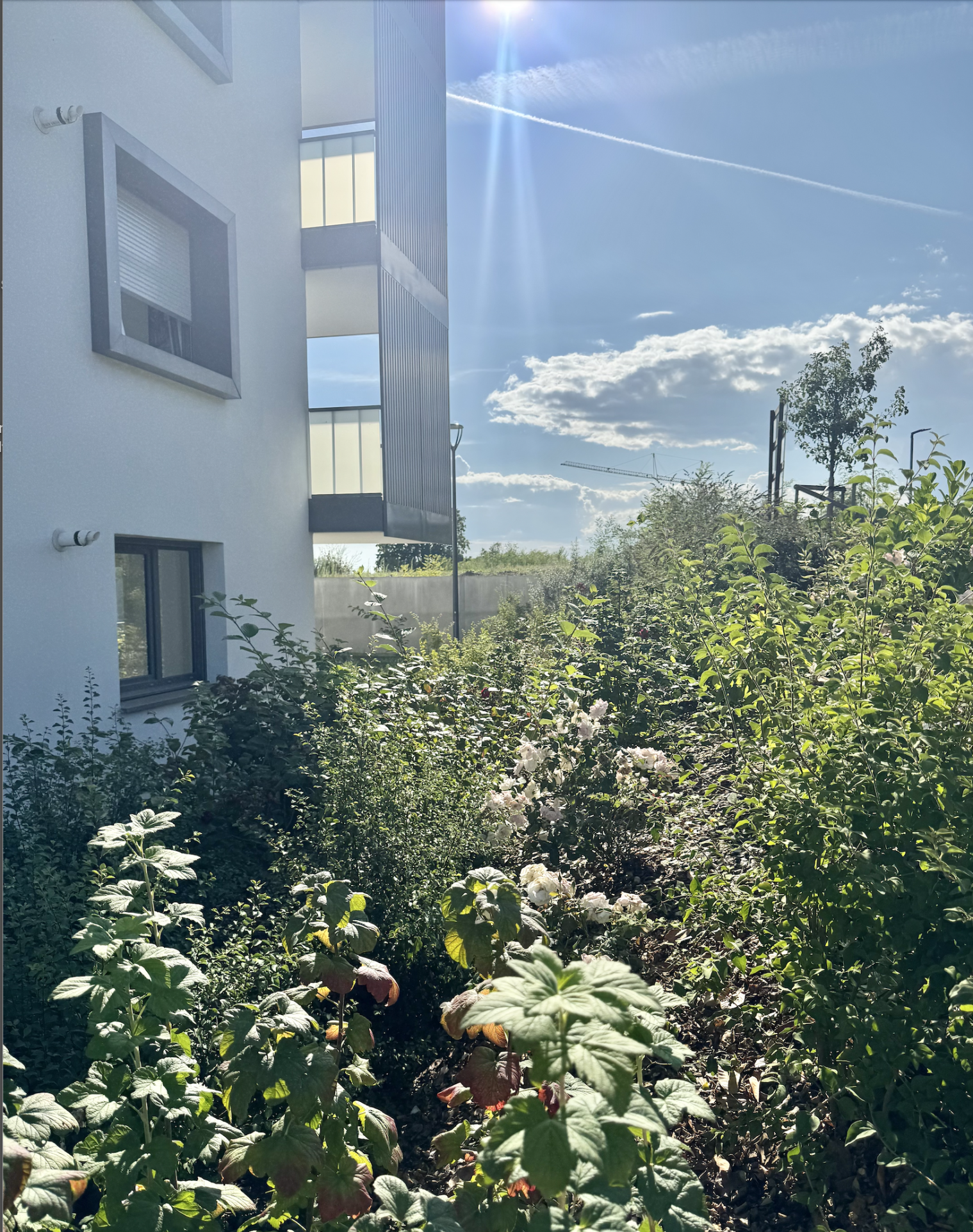 T2 HAUTEURS BRUNSTATT - Image 4